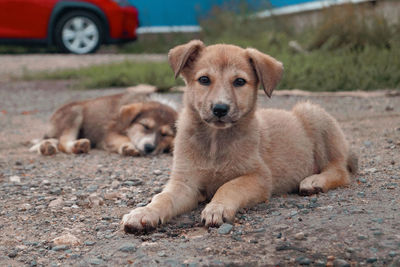 Portrait of a dog lying on ground