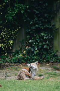 Portrait of fox on field