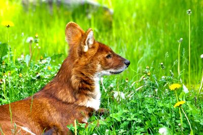 Dog standing on field