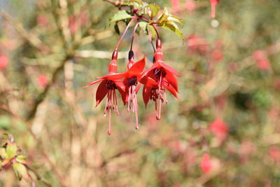 Close-up of red flower growing on tree