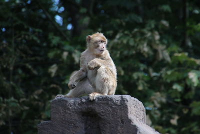 Monkey sitting on rock