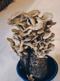 Close-up of mushroom growing on table