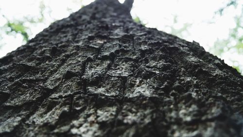 Low angle view of tree trunk against sky