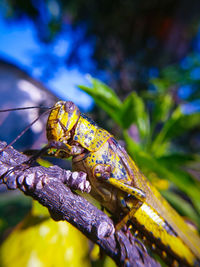 Close-up of insect on plant