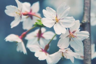 Close-up of white flowers