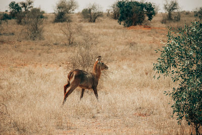 Side view of horse on field