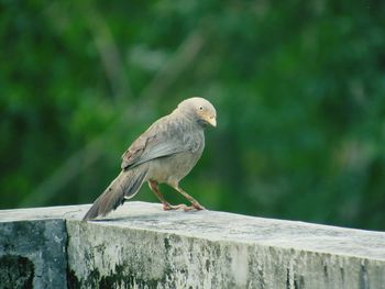 Close-up of eagle perching on railing