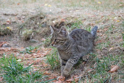 Cat on field