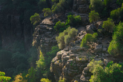 Scenic view of rock formation amidst trees in forest