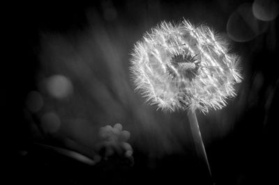Close-up of dandelion flower at night
