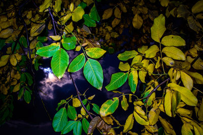Leaves on plant