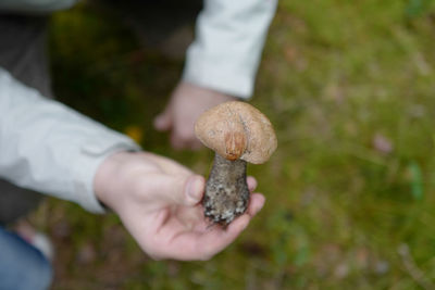 Close-up of hand holding mushroom