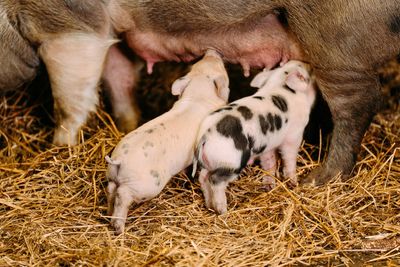 High angle view of piglets feeding in stable