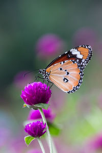 Close-up of butterfly pollinating on purple flower