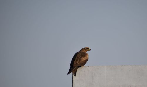 Low angle view of bird perching on wall against clear sky