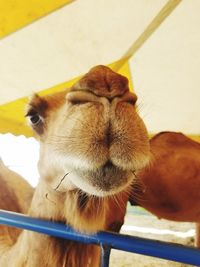 Close-up of a rabbit