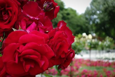 Close-up of pink rose