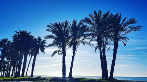 Palm trees by sea against blue sky