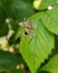 Close-up of spider on web