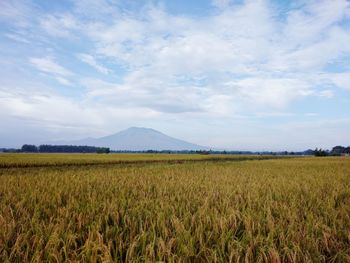 Scenic view of agricultural field against sky