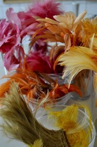 Close-up of feather on plant