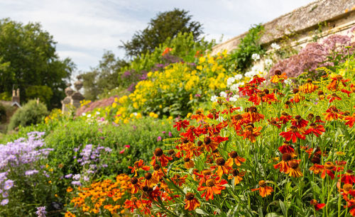Close-up of flowering plants in park