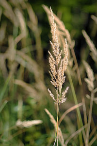 Close-up of stalks in field