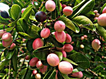 Close-up of berries growing on tree