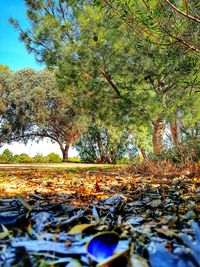 Trees growing on landscape