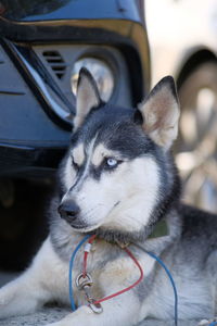 Close-up of dog