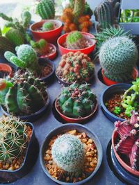 High angle view of potted succulent plants