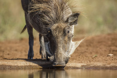 Close-up of pig on field