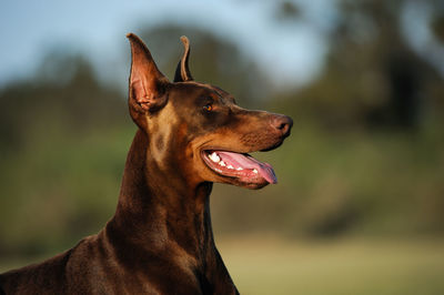 Close-up of doberman pinscher