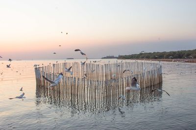 Seagulls flying over sea against sky during sunset