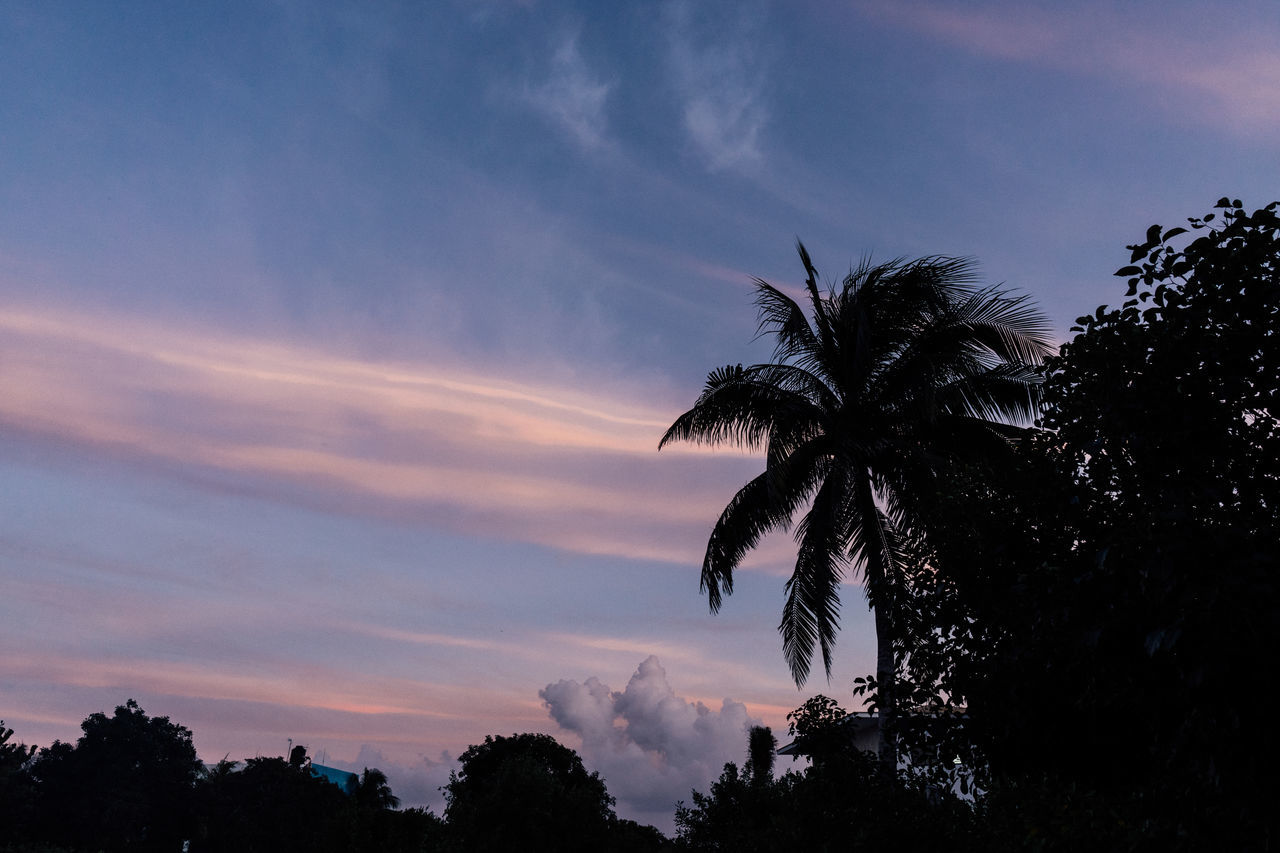 sky, tree, plant, sunset, cloud, silhouette, dusk, palm tree, nature, tropical climate, beauty in nature, evening, horizon, scenics - nature, tranquility, sunlight, no people, tranquil scene, outdoors, environment, travel destinations, growth, land, idyllic, landscape, coconut palm tree, afterglow, dramatic sky, tropical tree