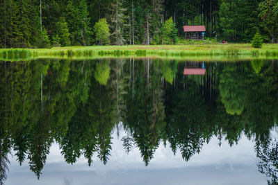 Reflection of trees in lake