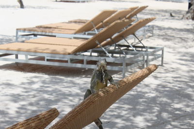 Iguana on lounge chair at beach