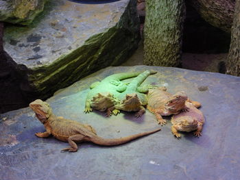 Close-up of frog on rock