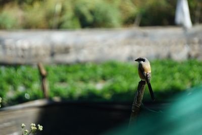 Close-up of bird perching outdoors