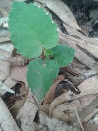 High angle view of plant growing on field