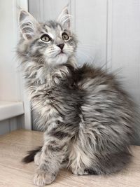 pet