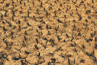 Full frame shot of cracked field