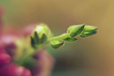 Close-up of green leaves