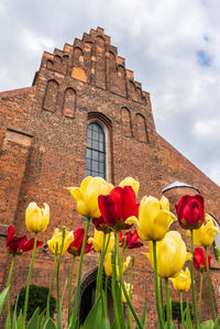 Low angle view of yellow tulips against building