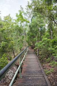 Wooden footbridge amidst trees in forest