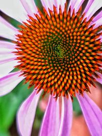 Close-up of pink flower