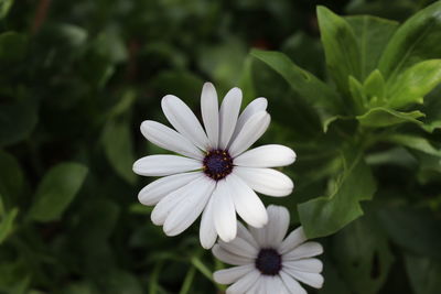 Close-up of white flower