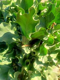 High angle view of plant growing on sunny day