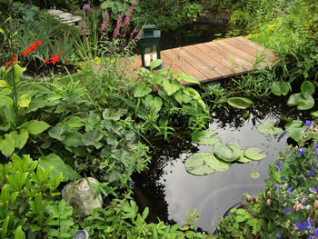 Leaves floating on pond