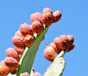 Close-up of flowering plant against sky